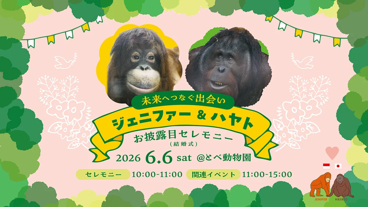 Orangutan Indonesia Dijodohkan dengan Orangutan Jepang