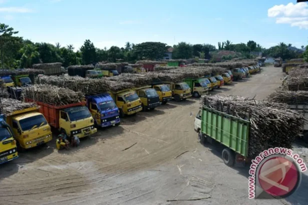 Sejumlah truk pengangkut tebu antri sebelum proses giling di Pabrik Gula Asembagus, Situbondo, Jawa Timur, Kamis (9/6/2016).