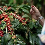 Biji Kopi Gayo Aceh