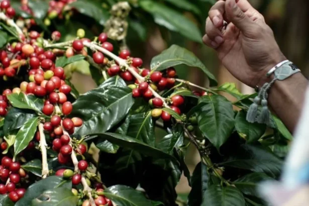 Biji Kopi Gayo Aceh