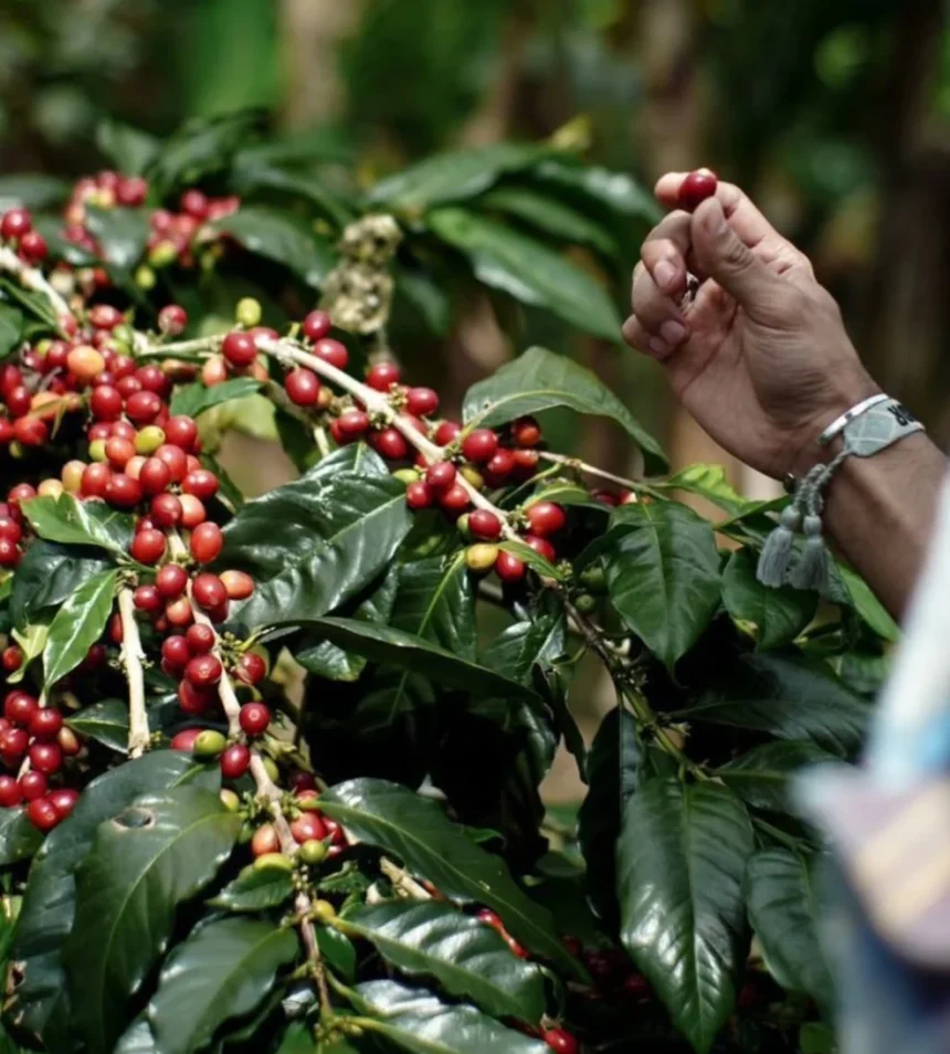 Biji Kopi Gayo Aceh