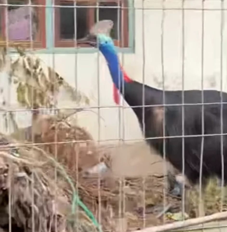 Burung Kasuari