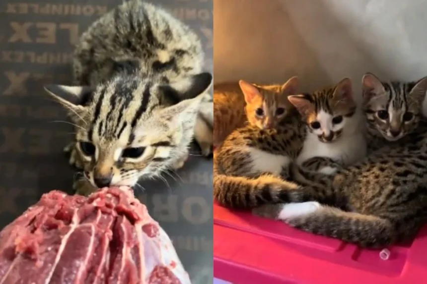 Kucing hibrida