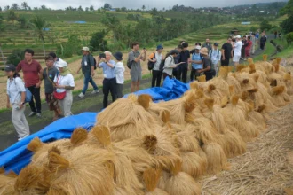 Delegasi mengamati padi beras merah saat kunjungan lapangan rangkaian program terintegrasi sistem pangan di Desa Jatiluwih, Tabanan, Bali, Jumat (26/6/2026).
