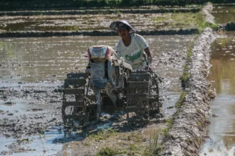 Petani membajak sawah dengan traktor pada lahan bekas banjir di area persawahan Amohalo, Kecamatan Baruga, Kota Kendari, Sulawesi Tenggara