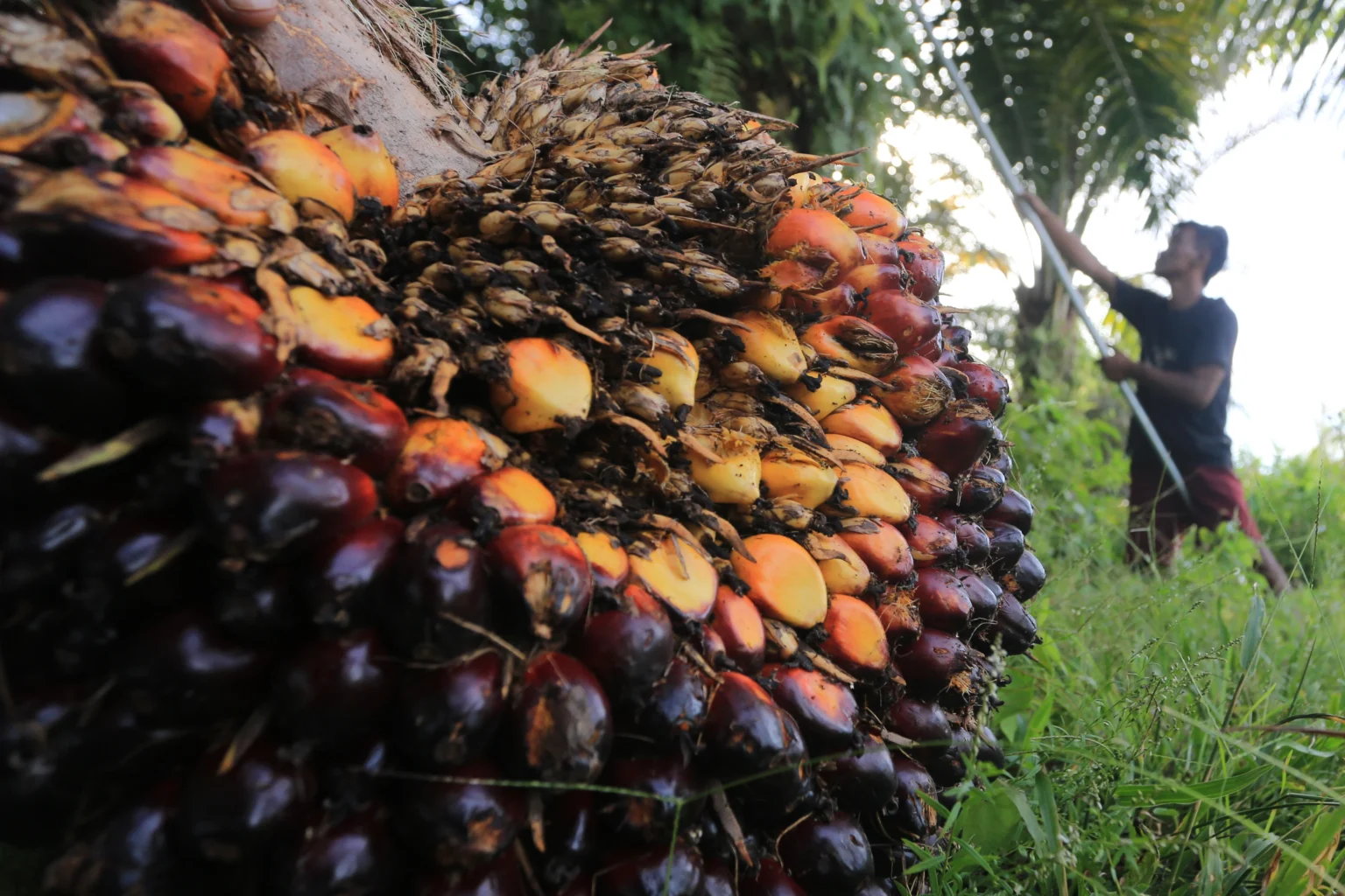 Petani memetik tandan buah segar (TBS) kelapa sawit saat panen di Desa Suak Raya, Johan Pahlawan, Aceh Barat, Aceh, Selasa (2/6/2026).(Sumber: Antara Foto/Syifa Yulinnas/tom)