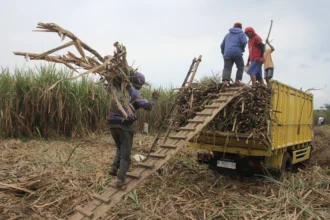 Buruh tebang mengangkut tebu ke atas truk di Kedungkandang, Kota Malang, Jawa Timur, Jumat (26/6/2026).