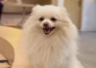 Sissy anabul dari Dogs Ministry (Foto dari Instagram @dogsministry)