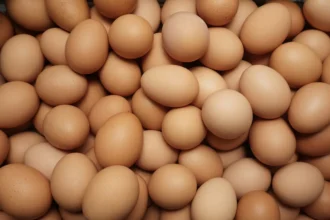 Telur