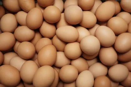 Telur