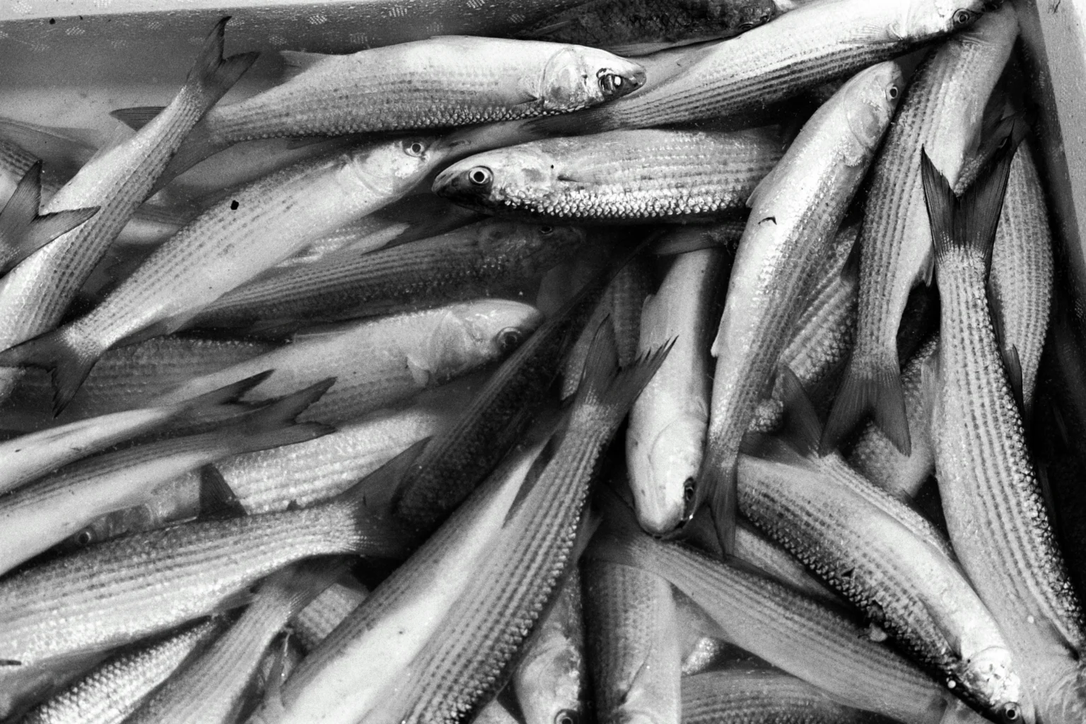 Ikan yang layak dikonsumsi