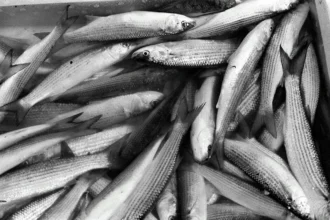 Ikan yang layak dikonsumsi