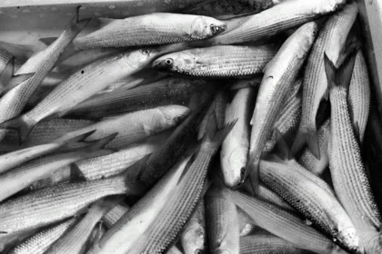 Ikan yang layak dikonsumsi