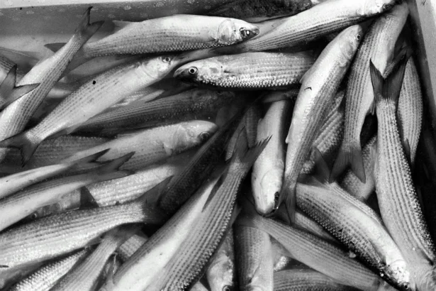 Ikan yang layak dikonsumsi