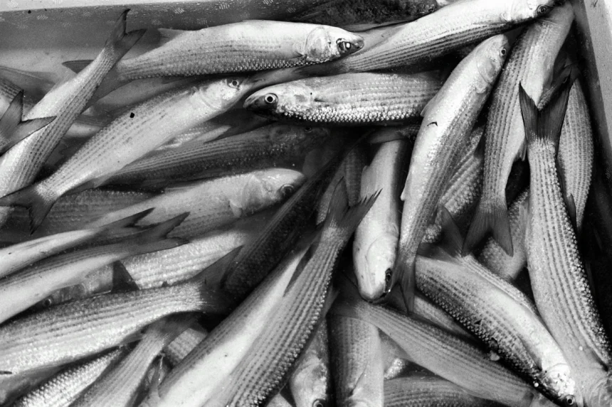 Ikan yang layak dikonsumsi