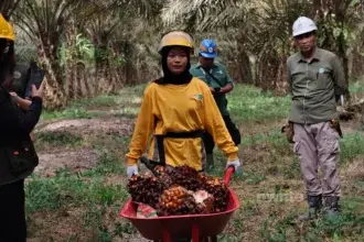 Pekerja perkebunan sawit di Pangkalan Bun, Kalimantan Tengah, 30 Juli 2026.