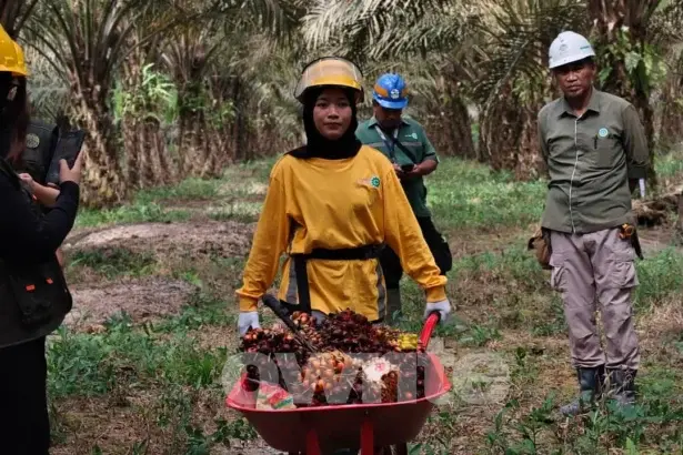 Pekerja perkebunan sawit di Pangkalan Bun, Kalimantan Tengah, 30 Juli 2026.