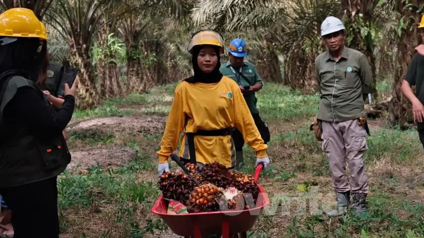 Pekerja perkebunan sawit di Pangkalan Bun, Kalimantan Tengah, 30 Juli 2026.
