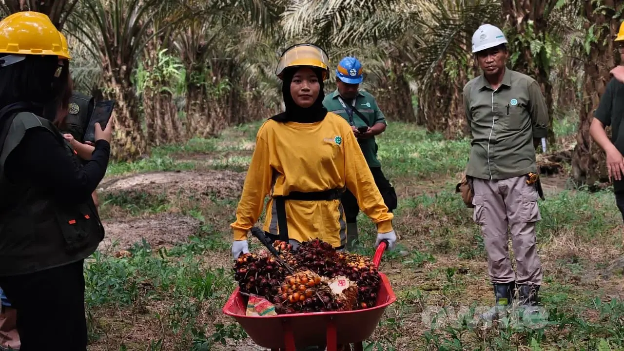 Pekerja perkebunan sawit di Pangkalan Bun, Kalimantan Tengah, 30 Juli 2026.