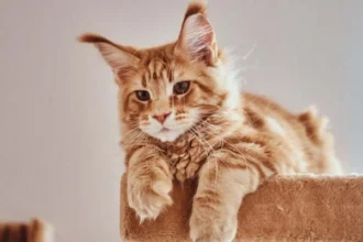 Ilustrasi kucing