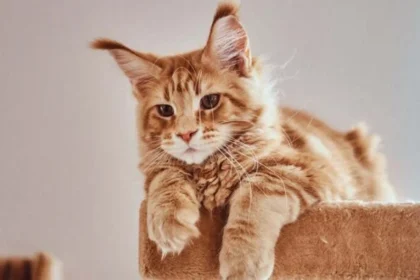Ilustrasi kucing