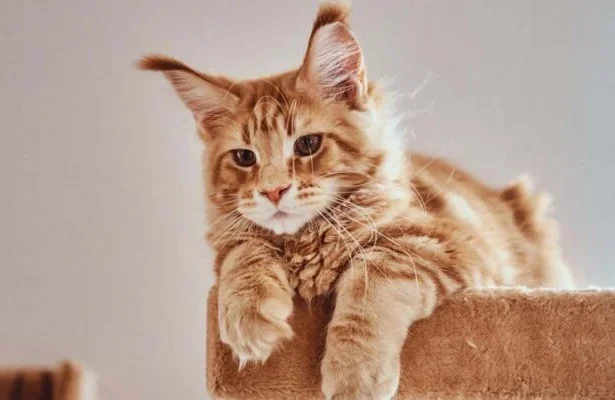 Ilustrasi kucing