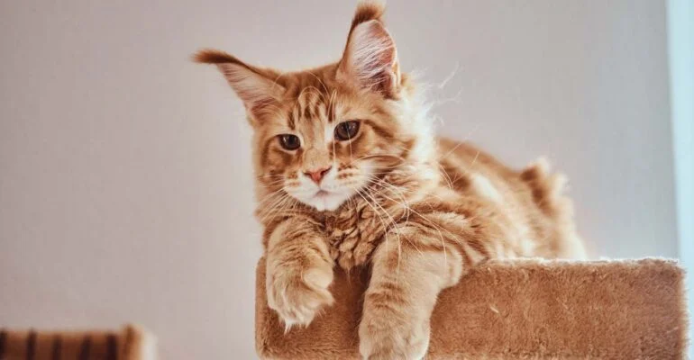 Ilustrasi kucing