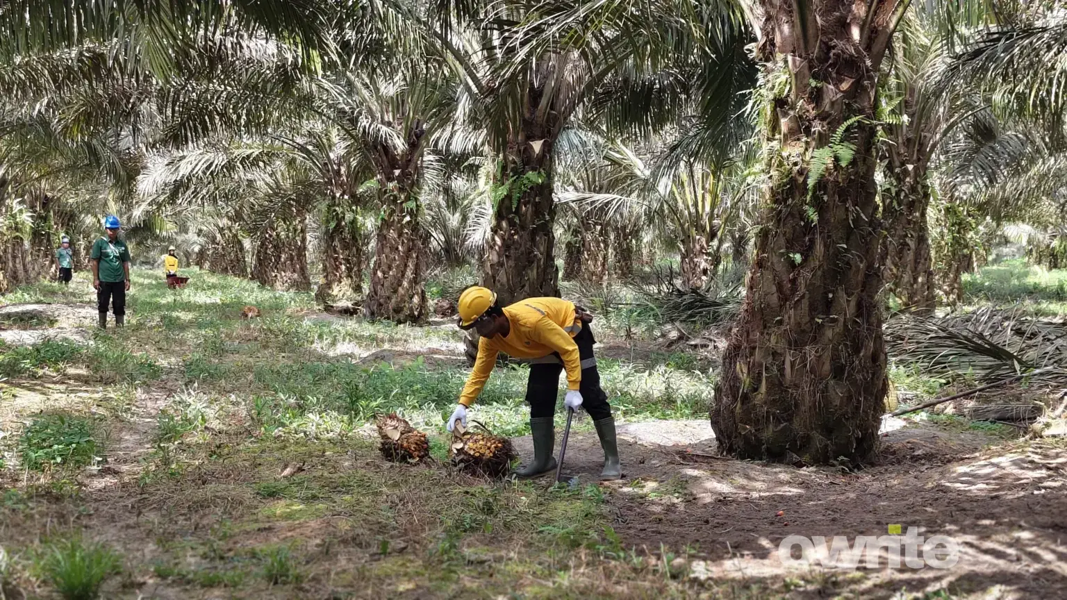 Petani memanen buah sawit di Kalimantan Tengah (sumber: Owrite/Anisa Aulia)