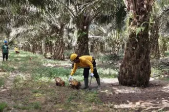 Petani memanen buah sawit di Kalimantan Tengah (sumber: Owrite/Anisa Aulia)