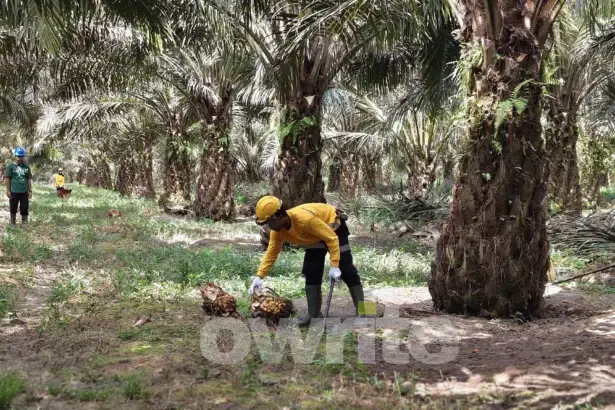 Petani memanen buah sawit di Kalimantan Tengah (sumber: Owrite/Anisa Aulia)