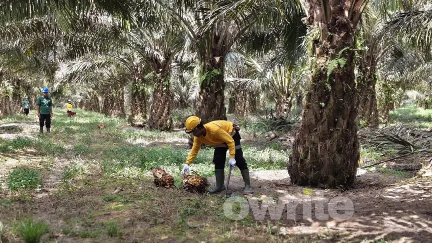 Petani memanen buah sawit di Kalimantan Tengah (sumber: Owrite/Anisa Aulia)