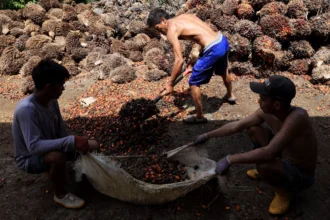 Pekerja mengumpulkan biji buah sawit yang terpisah dari tandanya di salah satu pengepul di Pangalle, Kabupaten Mamuju Tengah, Sulawesi Barat, Kamis (11/6/2026).