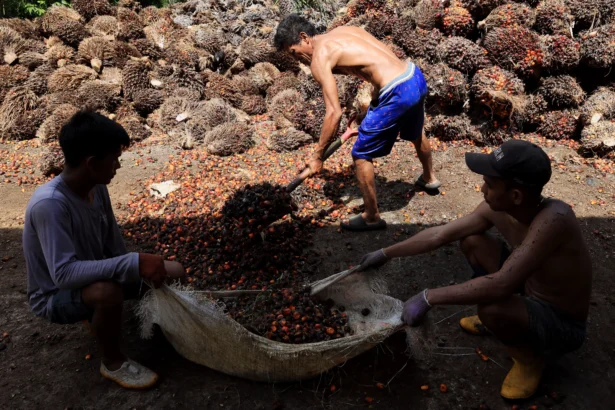 Pekerja mengumpulkan biji buah sawit yang terpisah dari tandanya di salah satu pengepul di Pangalle, Kabupaten Mamuju Tengah, Sulawesi Barat, Kamis (11/6/2026).