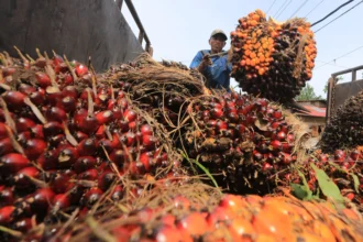 Petani melakukan aktivitas bongkar muat Tandan Buah Segar (TBS) kelapa sawit hasil panen miliknya di Desa Cot Darat, Kecamatan Samatiga, Aceh Barat, Aceh, Jumat (17/7/2026).