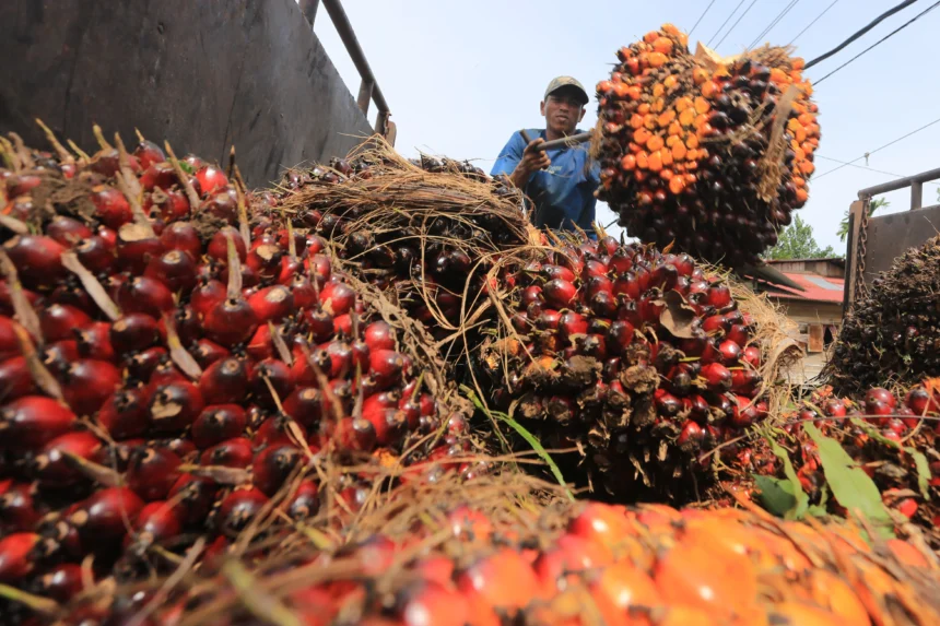 Petani melakukan aktivitas bongkar muat Tandan Buah Segar (TBS) kelapa sawit hasil panen miliknya di Desa Cot Darat, Kecamatan Samatiga, Aceh Barat, Aceh, Jumat (17/7/2026).