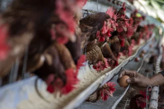 Pekerja mengumpulkan telur ayam di salah satu peternakan di Cihampelas, Kabupaten Bandung Barat, Jawa Barat. (Sumber: Antara Foto/Abdan Syakura/YU)