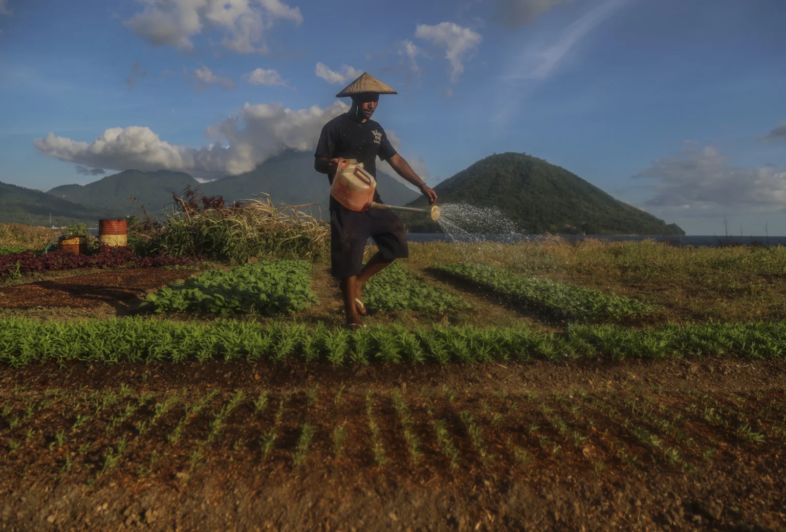 Seorang warga menyiram tanaman bibit kangkung di lahan bekas proyek reklamasi yang terbengkalai di Ternate, Maluku Utara, Jumat (10/7/2026).