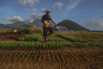 Seorang warga menyiram tanaman bibit kangkung di lahan bekas proyek reklamasi yang terbengkalai di Ternate, Maluku Utara, Jumat (10/7/2026).