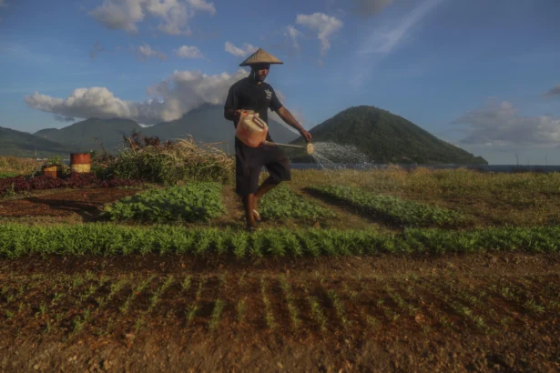 Seorang warga menyiram tanaman bibit kangkung di lahan bekas proyek reklamasi yang terbengkalai di Ternate, Maluku Utara, Jumat (10/7/2026).