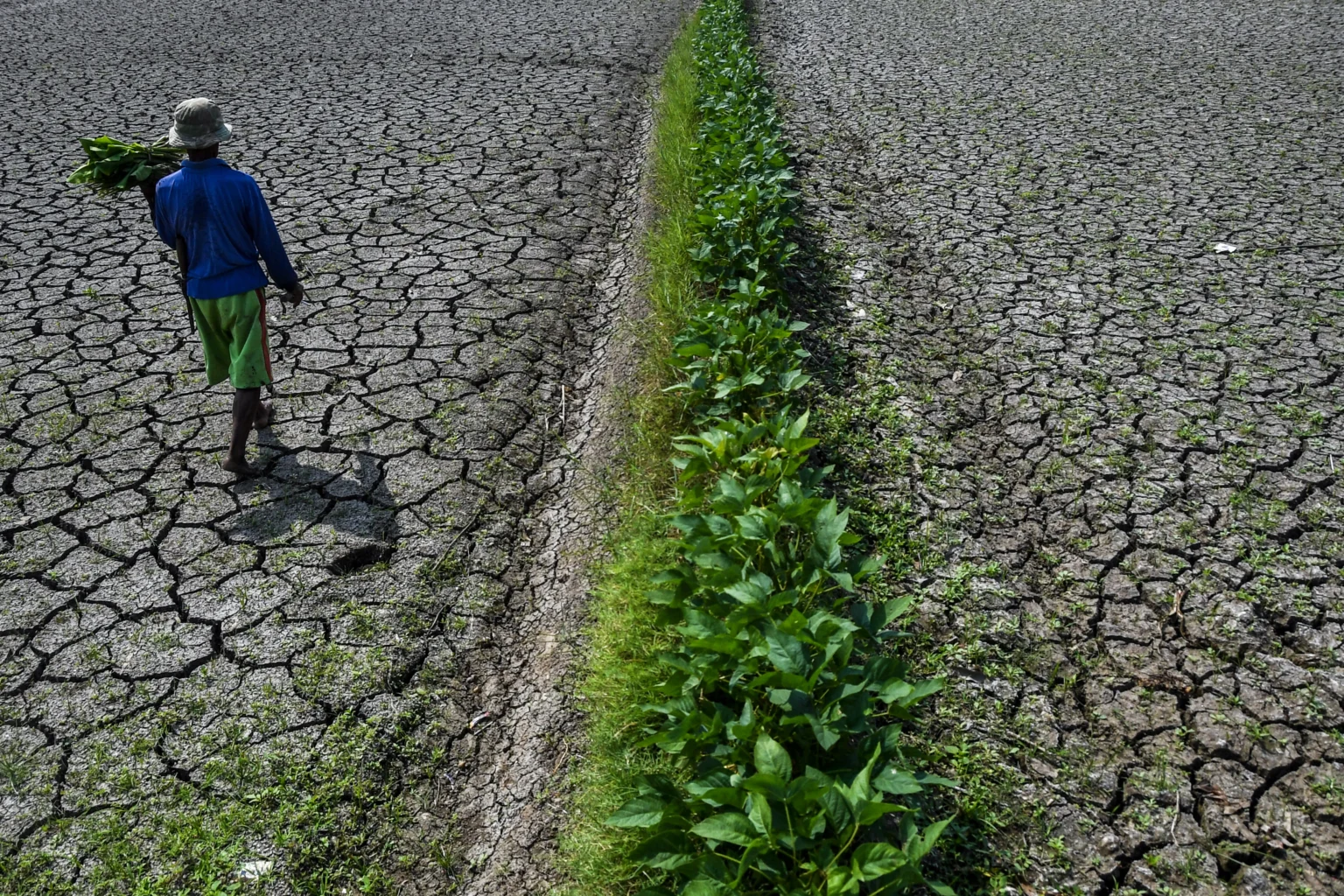 Petani berjalan di lahan sawah irigasi anak Sungai Cimulu yang mengering di Kampung Ciwasmandi, Kelurahan Sukajaya, Kecamatan Purbaratu, Kota Tasikmalaya, Jawa Barat, Kamis (16/7/2026).