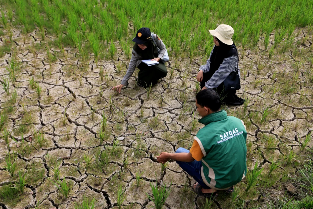 Petugas Balai Penyuluhan Pertanian (BPP) Kecamatan Samatiga mendata tanaman padi yang mengalami kekeringan di area persawahan Desa Cot Amun, Samatiga, Aceh Barat, Aceh