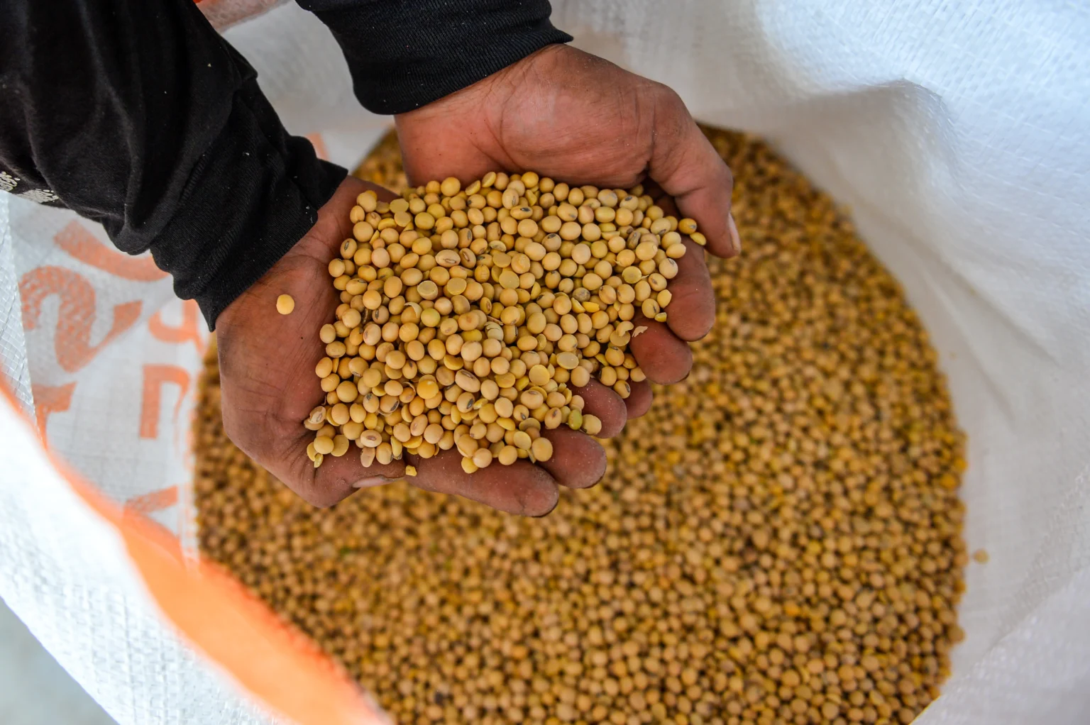Pekerja menunjukan kacang kedelai di salah satu distributor kedelai di Cibuntu, Bandung