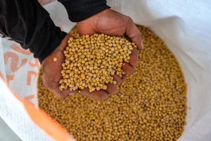 Pekerja menunjukan kacang kedelai di salah satu distributor kedelai di Cibuntu, Bandung
