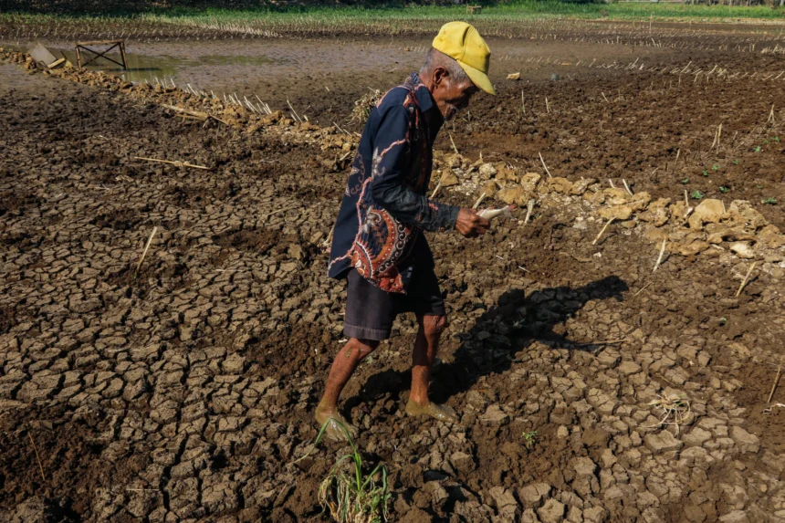 Warga berjalan di dasar Telaga Kedung Giriwungu yang mengering di Kapanewon Panggang, Kabupaten Gunungkidul, DI Yogyakarta, Selasa (28/7/2026).
