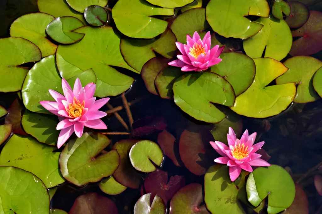Bunga Teratai Air (Sumber: Unsplash/Jeffrey Eisen)