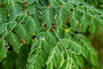 Daun Kelor