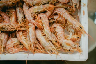 Ilustrasi udang