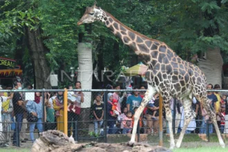 Sejumlah warga menyaksikan Jerapah saat berkunjung di Kebun Binatang Surabaya, Surabaya, Jawa Timur, Rabu (1/1/2025).