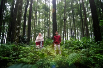 Ilustrasi saat Healing di Hutan