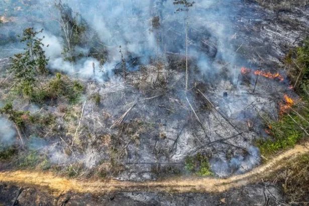Foto udara bekas tebangan kayu yang terbakar di Tenam, Batang Hari, Jambi.